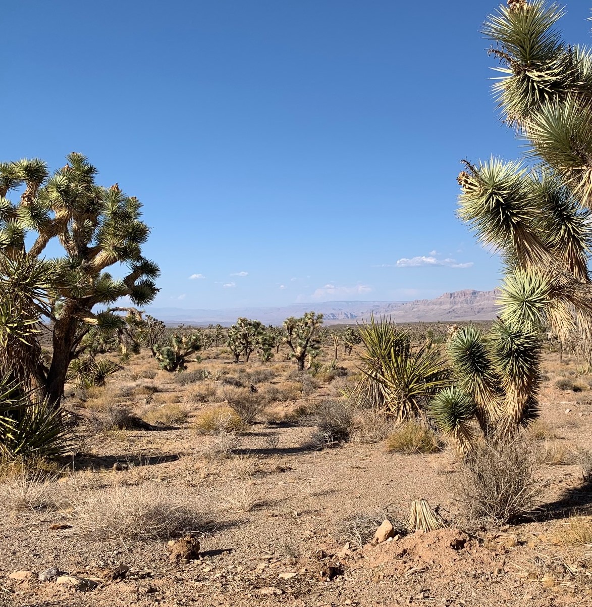 Desert landscape in the Lost Basin Mining District of northwestern Arizona