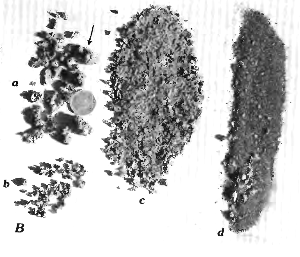Varied sizes of Lost Basin placer gold alongside a black-sand heavy-mineral concentrate, photographed for USGS Professional Paper 1361