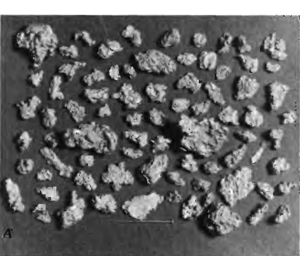 Coarse, angular placer gold nuggets from the Lost Basin mining district, photographed for USGS Professional Paper 1361